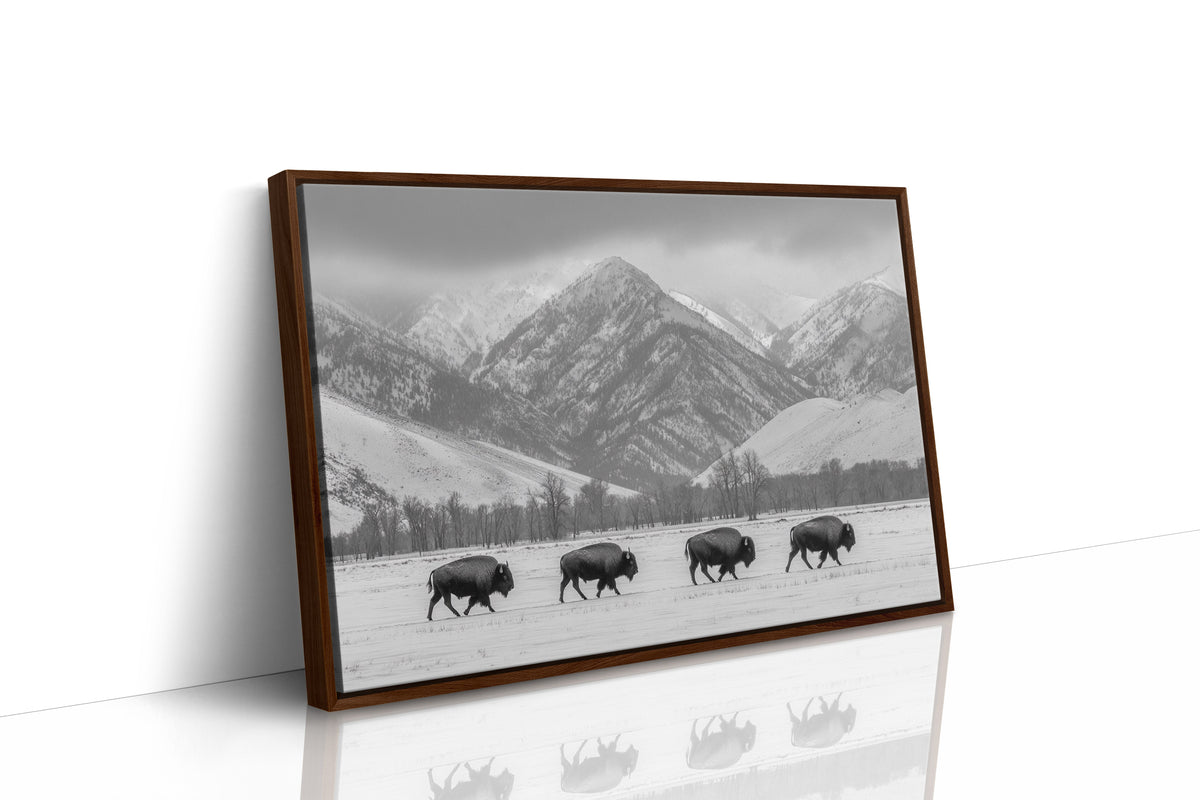 Where the Buffalo Roam