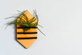 Geometric Air Plant Holder
