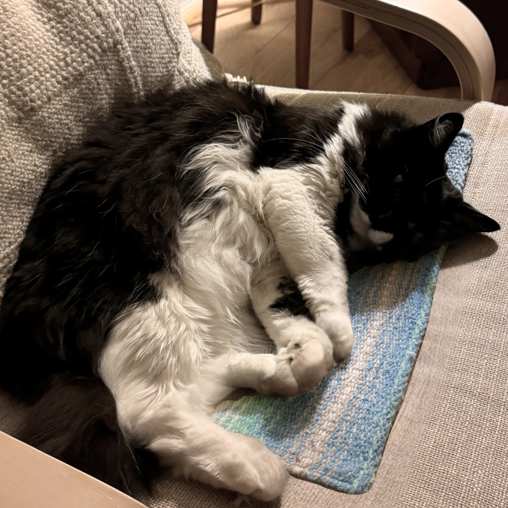 Small Dog Bed / Cat Mat