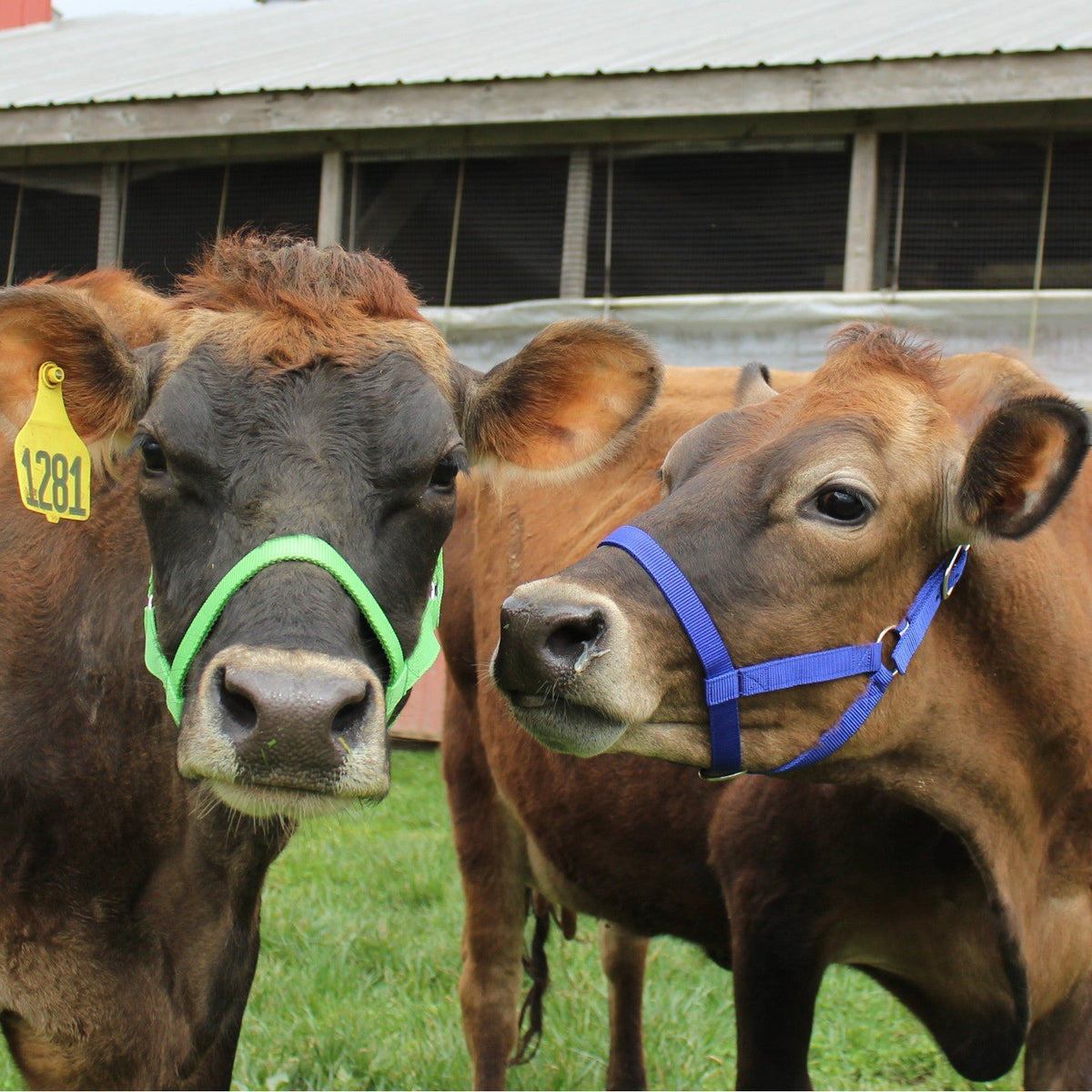 Derby Originals Adjustable Nylon Livestock Cattle Halters - Quarter Circle AK Boutique