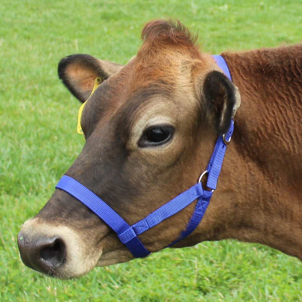 Derby Originals Adjustable Nylon Livestock Cattle Halters - Quarter Circle AK Boutique