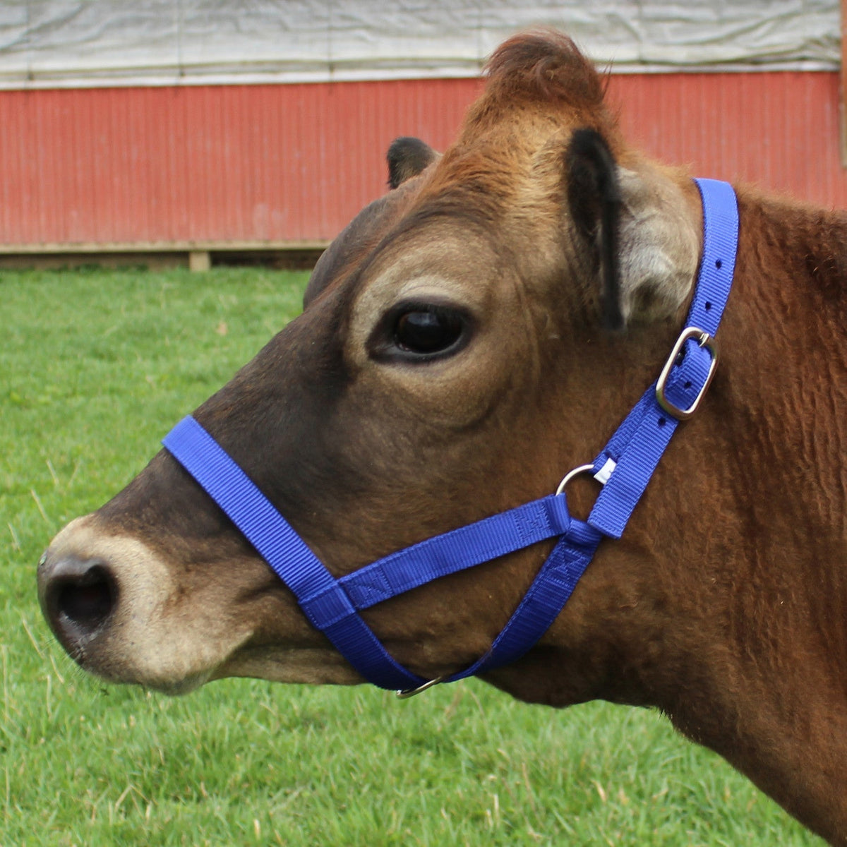Derby Originals Adjustable Nylon Livestock Cattle Halters - Quarter Circle AK Boutique