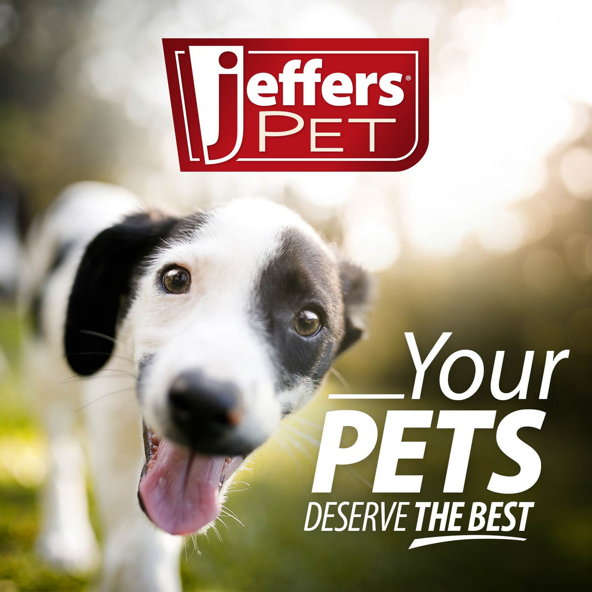 Jeffers Black Padded Leather Pet Leash