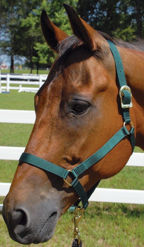 Jeffers Turnout Nylon Horse Halters, 2-Ply, 1" - Quarter Circle AK Boutique