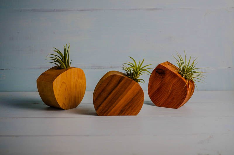 Little Air Plant Holder - Quarter Circle AK Boutique