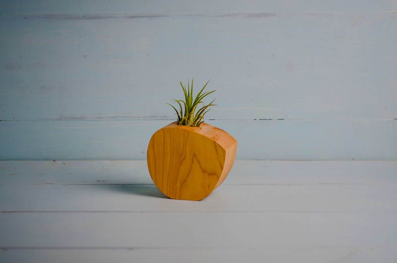 Little Air Plant Holder - Quarter Circle AK Boutique