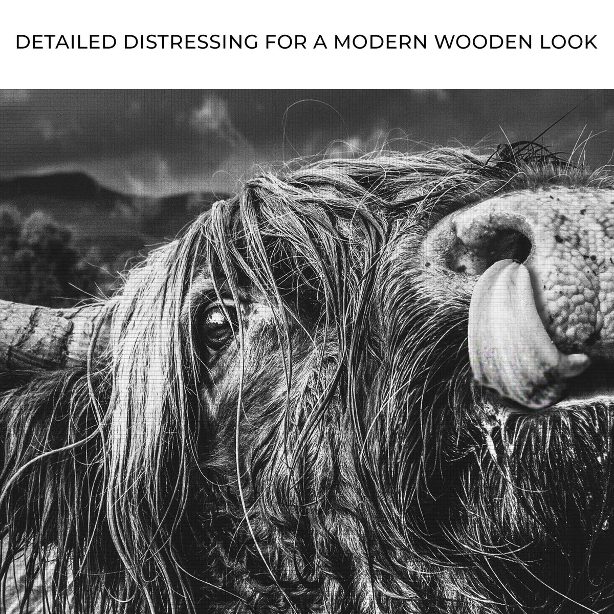 West Highland Cow Monochrome Canvas Wall Art - Quarter Circle AK Boutique