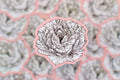 Pink Peony Flower Sticker