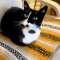 Small Dog Bed / Cat Mat